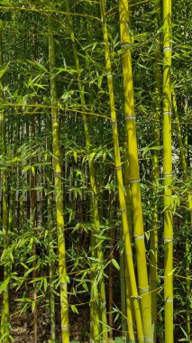 Bambu ormanları - Japonya doğası.
