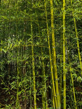 Bambu ormanları - Japonya doğası.