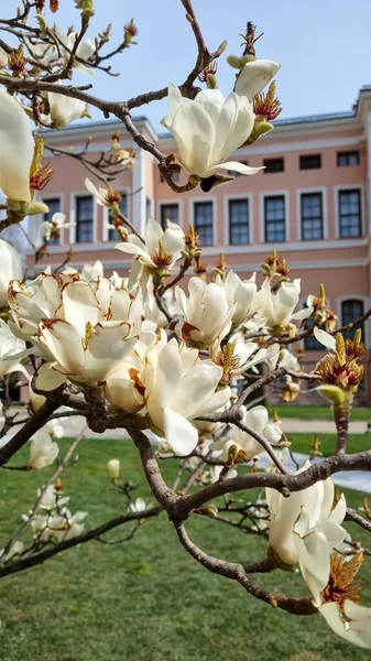 Magnolia in Emirgan Spring Park, Istanbul, Turecko — Stock fotografie