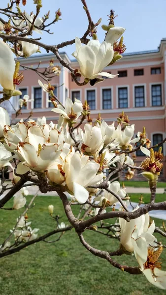Emirgan Bahar Parkı, İstanbul, Türkiye 'de Magnolia
