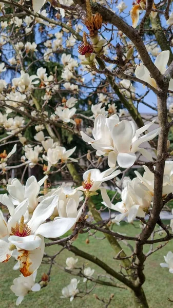 Magnolia in Emirgan Spring Park, Istanbul, Turkey — Stock Photo, Image