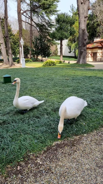 İstanbul 'da, saray yakınlarındaki yeşil bir çayırda iki kuğu.