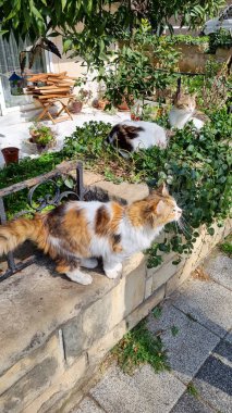 Stanbula Caddesi 'ndeki kedi - Terasta masada oturan kedisi olan renkli sokaklar