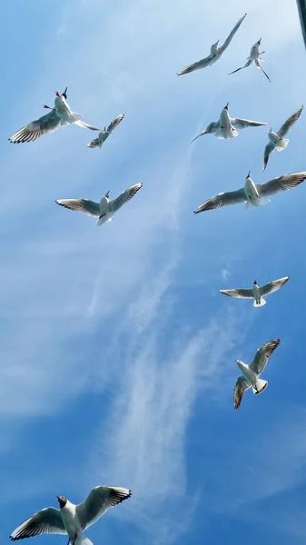 Seagull flying in sky.A flock of seagulls soaring in the blue sky.At one flying seagull — Stock Photo, Image