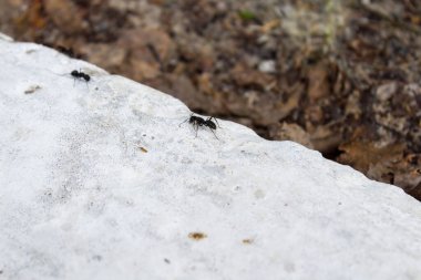 Siyah bahçe karıncaları ya da tahtadaki sıradan siyah karıncalar bize doğru bakıyor.