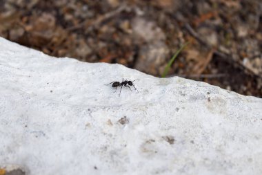 Siyah bahçe karıncaları ya da tahtadaki sıradan siyah karıncalar bize doğru bakıyor.
