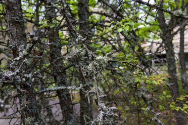 Ağaç dallarında Evernia erik likörü. Çernobil