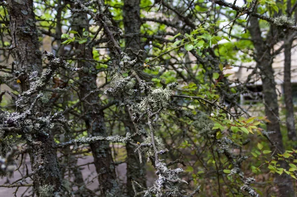 Ağaç dallarında Evernia erik likörü. Çernobil