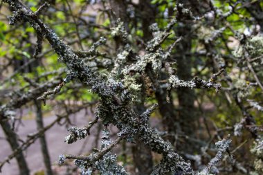 Ağaç dallarında Evernia erik likörü. Çernobil