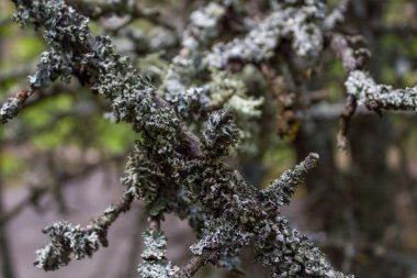 Ağaç dallarında Evernia erik likörü. Çernobil