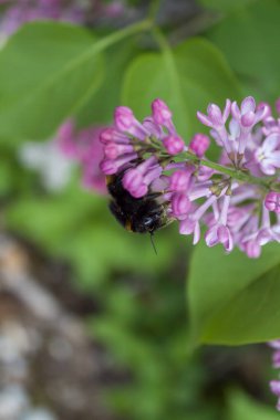 Bumblebee Bombus hortumu bir çiçeğin üzerinde. Kapatın. Çernobil Yasak Bölge