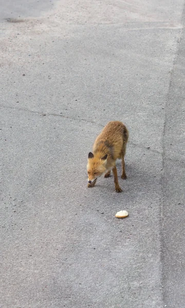 Pripyat Ukraine May 2019 Fox Being Fed Tourists Has Fear — Photo