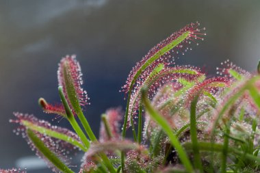Sundew Drosera rotundifolia bataklıklarda yaşar ve balık tutar..