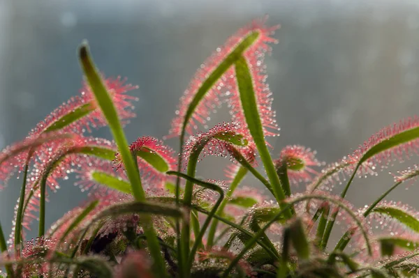 Sonnentau Drosera Rotundifolia Lebt Auf Sümpfen Und Fischt — Stockfoto