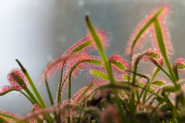 Sonnentau Drosera Rotundifolia Lebt Auf Sümpfen Und Fischt — Stockfoto