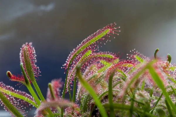 Sonnentau Drosera Rotundifolia Lebt Auf Sümpfen Und Fischt — Stockfoto