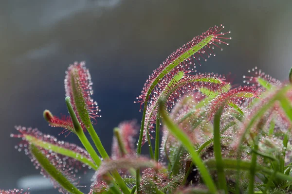 Sundew Drosera Rotundifolia Lives Swamps Fishes — Foto de Stock