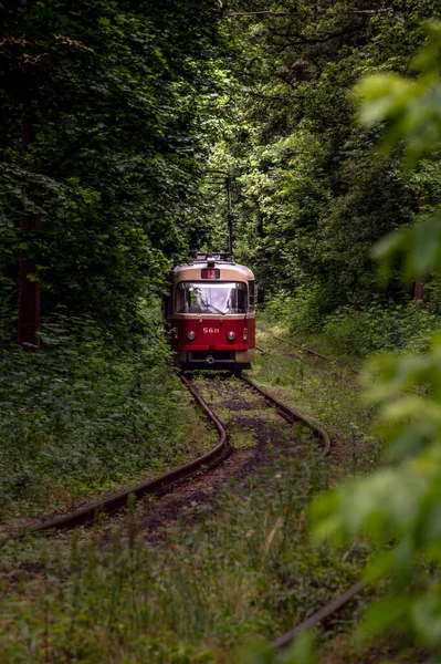 Tramvay hattı ormanın yoğun çalılıklarında çalışır. Perspektif mesafesinde eski kırmızı tramvay. Tramvay ormandaki bir tünelden geçiyor. Kiev, Ukrayna.