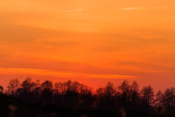 劇的な夕焼け空の木の枝 アブストラクト写真 — ストック写真