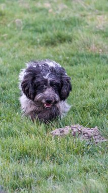 Spaniel yürüyüşe çıktı. Hayvan portresi. Yavru köpek. Evcil hayvan gezdiriyorum. Köpekle güzel bir fotoğraf. Evcil hayvanlarla ilgili bir makale. Siyah ve beyaz renk.