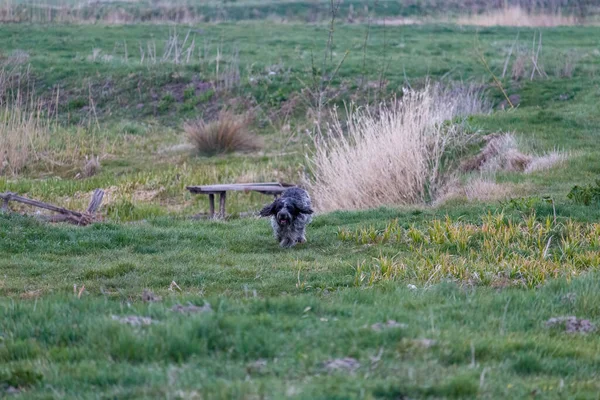 Spaniel Salió Caminar Perro Para Dar Paseo Cerca Del Río — Foto de Stock