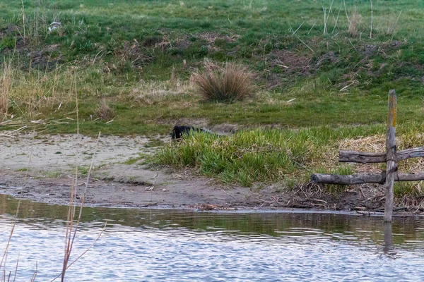 Perro Esconde Detrás Arbusto Cerca Del Río Río Pueblo Ucrania — Foto de Stock
