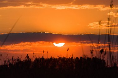 Dramatik gün batımı gökyüzünde ağaç dalları - soyut fotoğraf