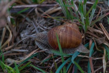 Bahçedeki çimlerin üzerinde salyangoz. Roma salyangozu. kara salyangozu