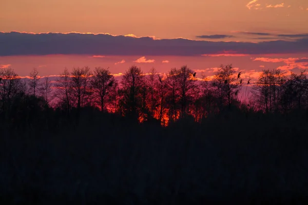 Gałęzie Drzew Dramatycznym Zachodzie Słońca Abstrakcyjne Zdjęcie — Zdjęcie stockowe