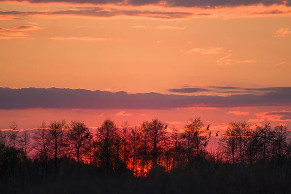 Gałęzie Drzew Dramatycznym Zachodzie Słońca Abstrakcyjne Zdjęcie — Zdjęcie stockowe