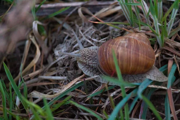 Bahçedeki çimlerin üzerinde salyangoz. Roma salyangozu. kara salyangozu