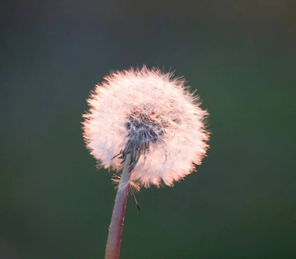 太陽の下でタンポポ 夕日の背景にタンポポ 自然と花の植物 — ストック写真