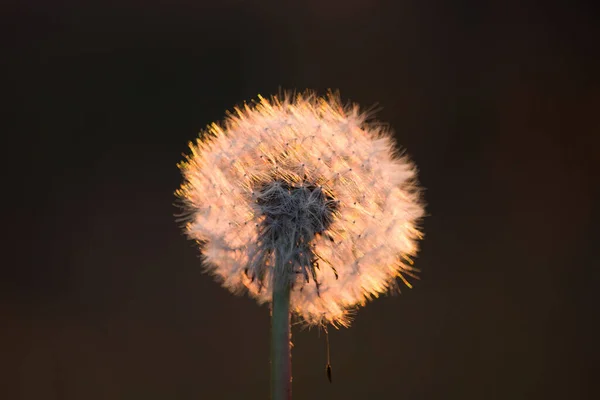 蒲公英在阳光下 蒲公英在日落的背景上 自然与植物植物学 — 图库照片