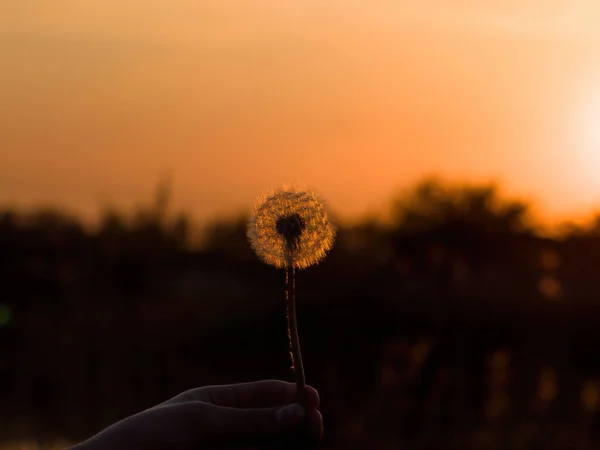 太陽の下でタンポポ 夕日の背景にタンポポ 自然と花の植物 — ストック写真