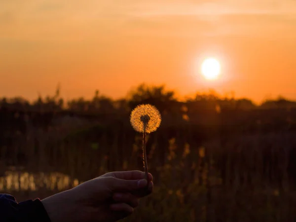 太陽の下でタンポポ 夕日の背景にタンポポ 自然と花の植物 — ストック写真