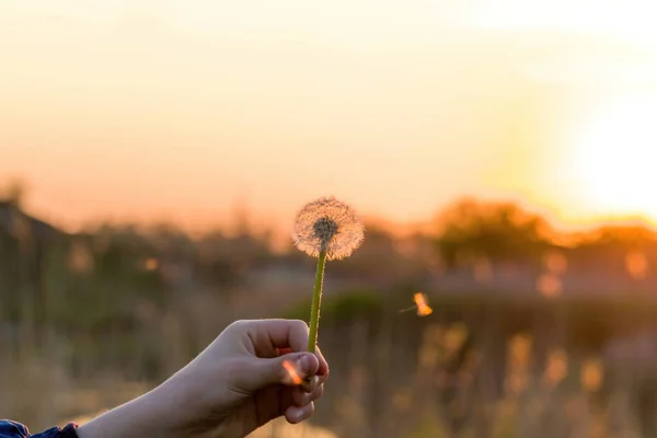 太陽の下でタンポポ 夕日の背景にタンポポ 自然と花の植物 — ストック写真