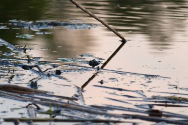 Bataklık kurbağası Pelophylax ridibundus, doğal ortamında. Doğadan vahşi yaşam sahnesi, sudaki yeşil hayvan. Akşam güneşinde göletin kenarında suda güzel bir kurbağa.