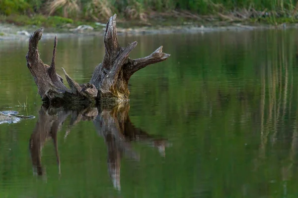 Vieux Accroc Dans Lac Forêt — Photo