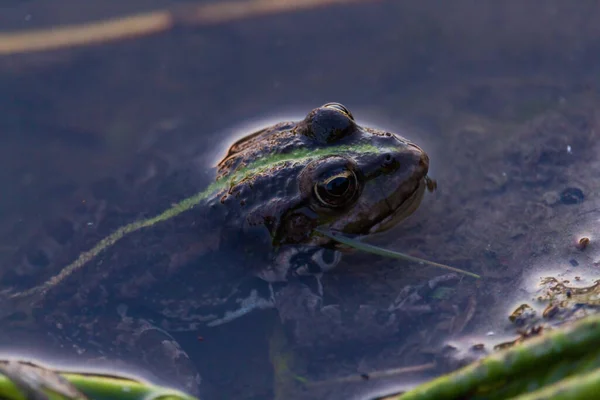 Marsh Frog Pelophylax Ridibundus Hábitat Natural Escena Vida Salvaje Naturaleza — Foto de Stock