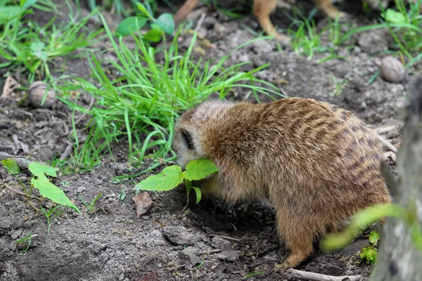 Suricate Atau Meerkat Suricata Suricatta Detail Potret Penggalian Meerkat Tanah — Stok Foto