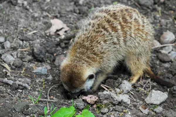 Suricate Atau Meerkat Suricata Suricatta Detail Potret Penggalian Meerkat Tanah — Stok Foto