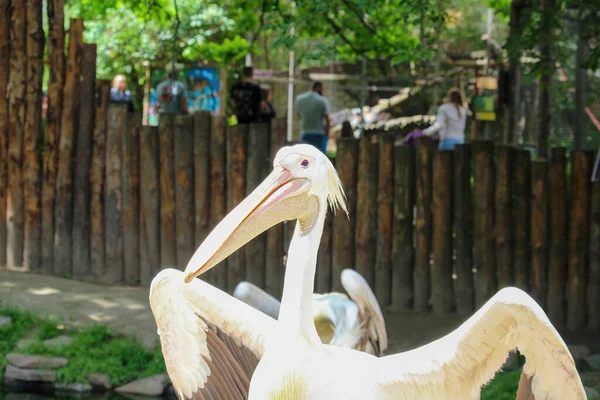 Большой Белый Пеликан Pelecanus Onocrotalus Восточный Белый Пеликан Пеликан Купающийся — стоковое фото