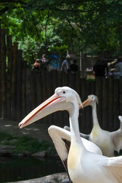 Большой Белый Пеликан Pelecanus Onocrotalus Восточный Белый Пеликан Пеликан Купающийся — стоковое фото