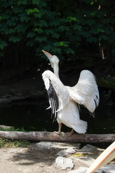 Большой Белый Пеликан Pelecanus Onocrotalus Восточный Белый Пеликан Пеликан Купающийся — стоковое фото