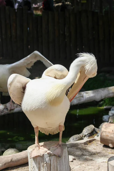 Grand Pélican Blanc Pelecanus Onocrotalus Alias Pélican Blanc Oriental Pelican — Photo