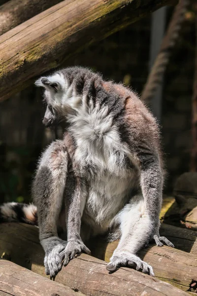 Halka kuyruklu lemur ağaçta oturuyor. Mükemmel bir çizim. Lemur Catta 'nın Portresi