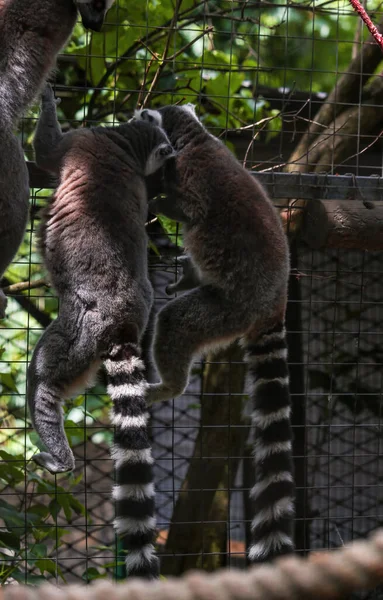 Halka kuyruklu lemur ağaçta oturuyor. Mükemmel bir çizim..