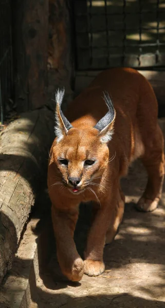 Karakterli, yeşil çimen bitkilerinde. Doğal ortamında güzel bir vahşi kedi. Çakıl yolunda yürüyen hayvan yüz yüze, Felis Caracal. Doğadan vahşi yaşam sahnesi. Kırmızı karakter.