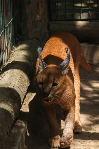 Caracal Vegetação Grama Verde Gato Selvagem Bonito Habitat Natureza Cara — Fotografia de Stock