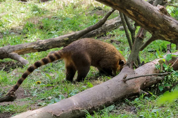 Raccoon Coati Nosuha Nasua Narica Στη Φύση Ρακούν Nasuha Narica — Φωτογραφία Αρχείου